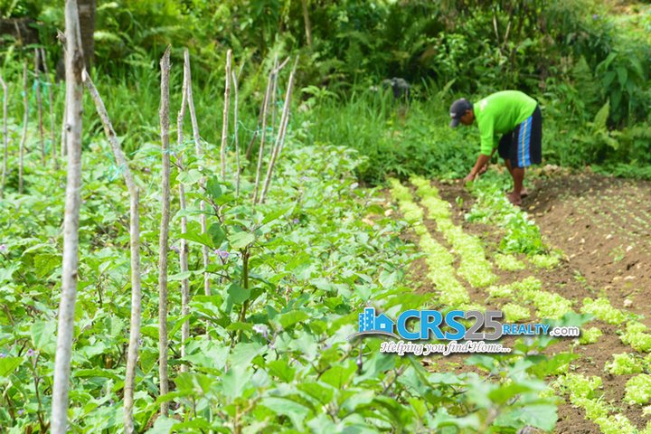 Amonsagana organic-farming